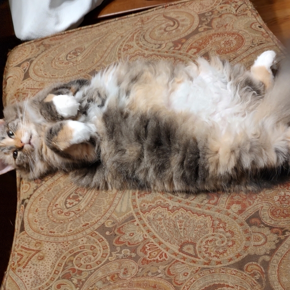 Coach Mia Satchel Black Leather. Excellent condition - Picture 14 of 14